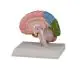 Model połowy mózgu Erler Zimmer