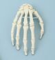 Model szkieletu ręki bez statywu Erler Zimmer
