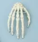 Model szkieletu ręki bez statywu Erler Zimmer