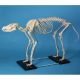 Model szkieletu dużego psa Erler Zimmer