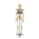 Mini szkielet biurkowy W33000