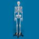 Model szkolnego szkieletu “Ben” na mobilnym statywie Erler Zimmer
