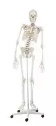 Model szkieletu człowieka 