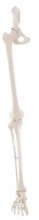 Model szkieletu nogi z połową miednicy Erler Zimmer