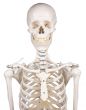 Model szkieletu Willi na statywie Erler Zimmer