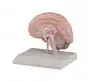 Model prawej połowy mózgu Erler Zimmer