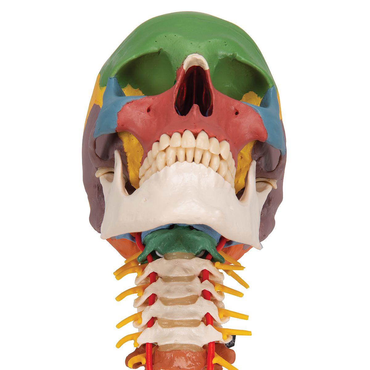 Между черепом и позвоночником. Череп с позвоночником. Череп и шейный отдел позвоночника. Анатомическая модель черепа по отделам.