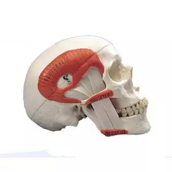 Model czaszki TMJ A24