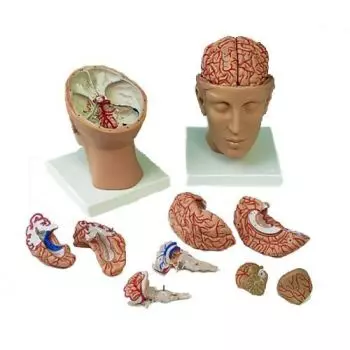 Model głowy z mózgiem C25