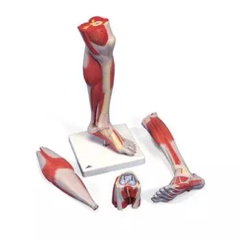 3-częściowy model mięśni podudzia z demontowanym kolanem M22
