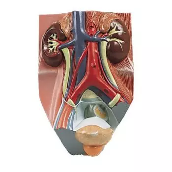 Model męskiego układu moczowego, 2,75 razy powiększony VF325