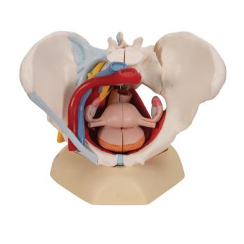 Model miednicy żeńskiej z więzadłami, naczyniami, nerwami, dnem miednicy i organami, 6 części, H20/4 