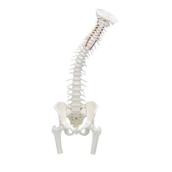 Model kręgosłupa z wyjmowaną miednicą i częścią kości udowej Erler Zimmer