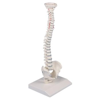 Miniaturowy model kręgosłupa Erler Zimmer
