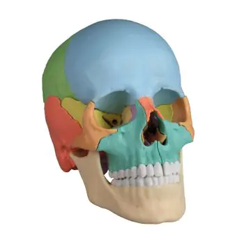 Dydaktyczna czaszka osteopatyczna, 22-częściowa, R 4708 Erler Zimmer