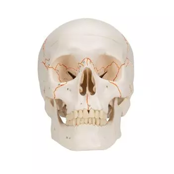 Klasyczny model ludzkiej czaszki, 3 części, A21