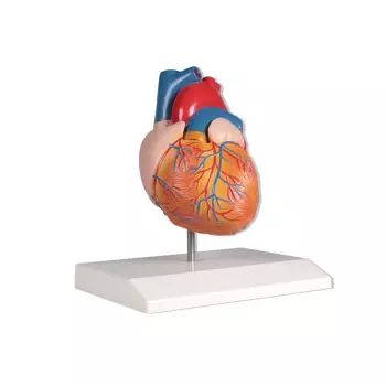 Model serca naturalnej wielkości 2 części, Erler Zimmer
