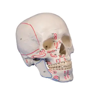Model czaszki 3-częściowy z oznaczonymi mięśniami Erler Zimmer