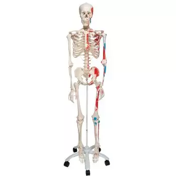 Szkielet Anatomiczny MAX stojący na statywie, A11