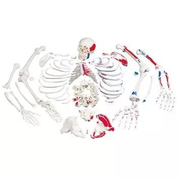 Zdemontowany model ludzkiego szkieletu z pomalowanymi przyczepami mięśniowymi A05/2
