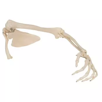 Model szkieletu lewej ręki z łopatką i obojczykiem, A46L