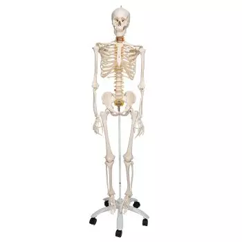 Elastyczny model ludzkiego szkieletu FRED, z zamontowanymi nogami i rękami A15