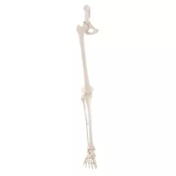 Model szkieletu nogi z połową miednicy oraz elastyczną stopą Erler Zimmer