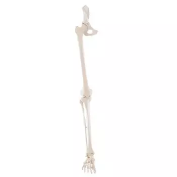 Model szkieletu nogi z połową miednicy Erler Zimmer