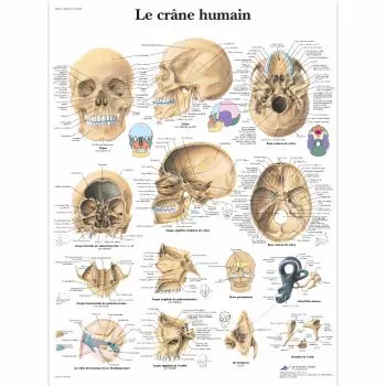 Ludzka czaszka VR2131L
