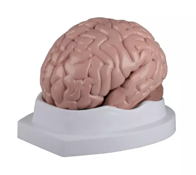 Model mózgu 5 części Erler Zimmer