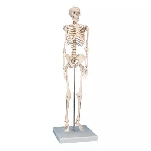 Model mini-szkieletu W10530