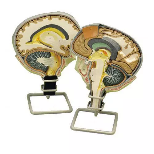 Model przekroju mózgu z cięciem strzałkowym W19026