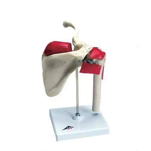Anatomiczny model ramion sportowców W47002