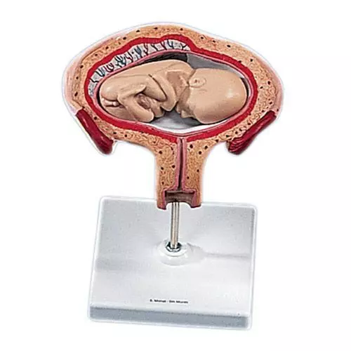 Rozwój płodu 5. miesiąc ciąży model L10 / 5