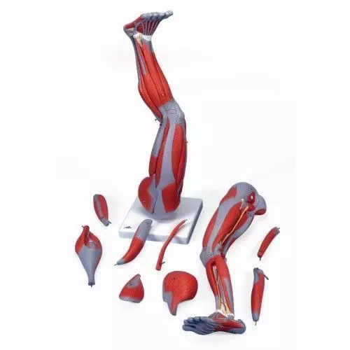 9-częściowy model mięśni nogi 3/4 naturalnej wielkości M20