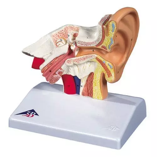 Biurkowy model ucha, 1,5 krotnie powiększony E12