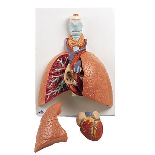 Model płuc z krtanią, 5 części VC243