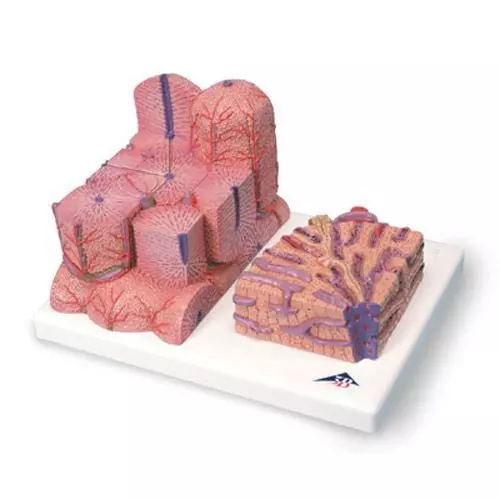 3B MICROanatomy model wątroby K24