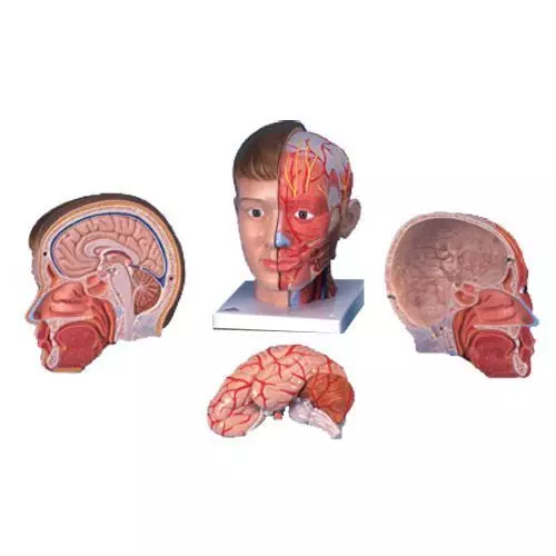 Anatomiczny model głowy z szyją, 4-części, C07