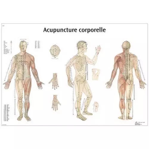 Tablica medyczna z punktami do akupunktury, VR2820L