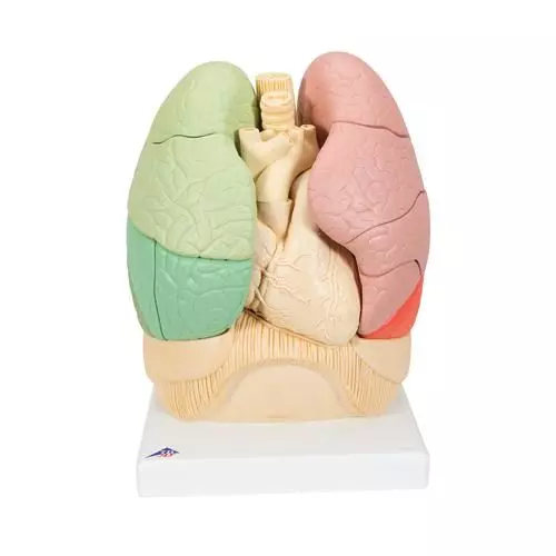 Poumon segmenté G70 3B Scientific Smart Anatomy