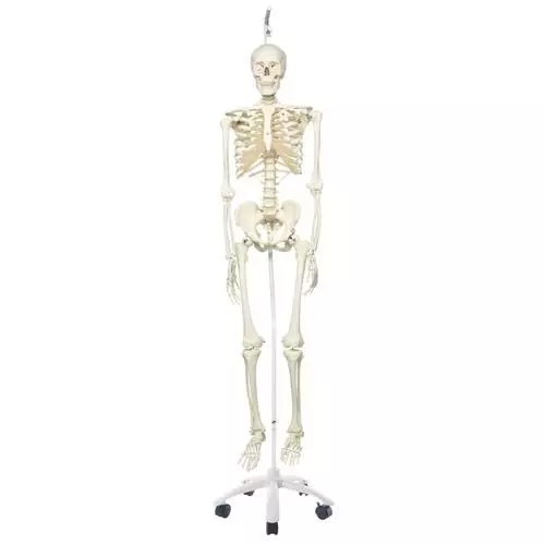 STAN, Model szkieletu człowieka na statywie A10/1