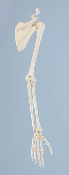 Model szkieletu ramienia z obręczą barkową Erler Zimmer