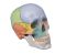 Dydaktyczna czaszka 3 części  Erler Zimmer