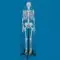 Model szkolnego szkieletu “Ben” na mobilnym statywie Erler Zimmer