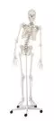 Model szkieletu człowieka 