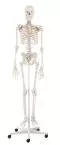 Model szkieletu Willi na statywie Erler Zimmer