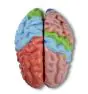 Model obszarów funkcjonalnych mózgu, 5 części Erler Zimmer