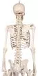 Model miniatury szkieletu, Erler Zimmer