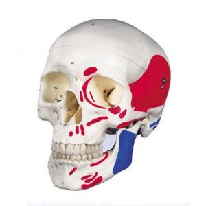  Klasyczny model czaszki A23